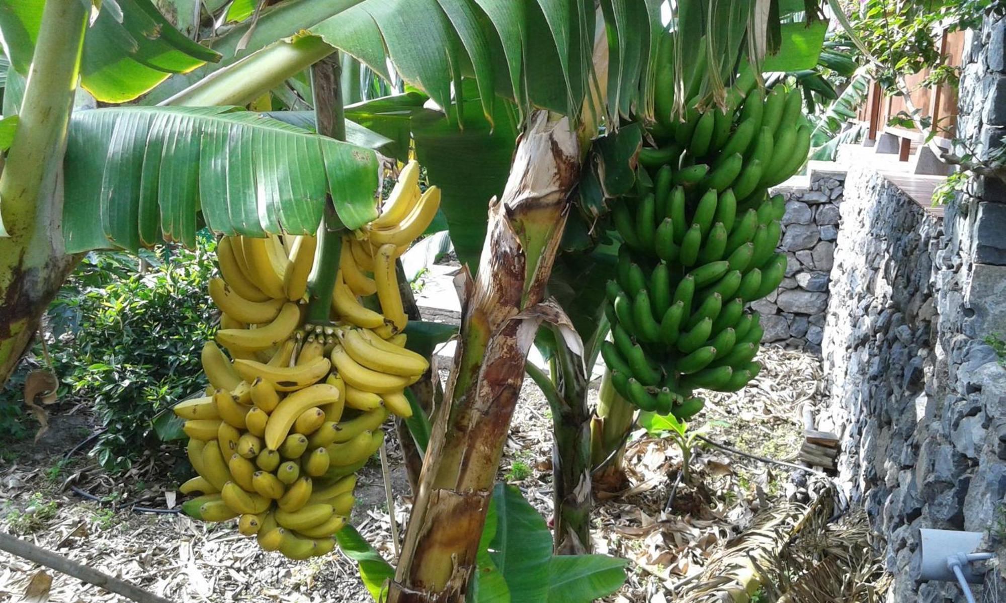 Finca Ossorio Casa Rita Vallehermoso Kültér fotó